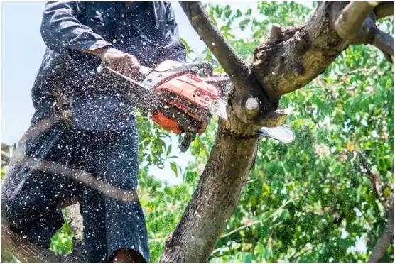 tree services Kieler